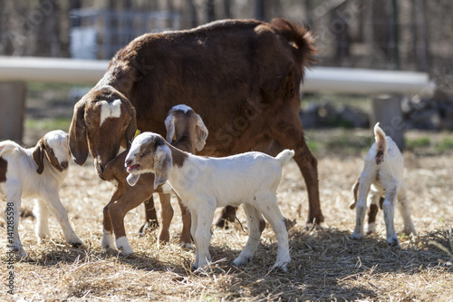 Large female goat with baby goats in pasture field with hay.