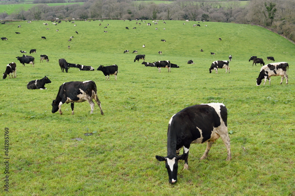 Herd of cows on a farmland in Devon Herd of cows on a farmland in Devon