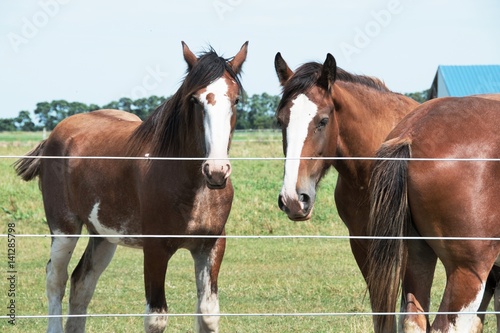 Young Clydesdales