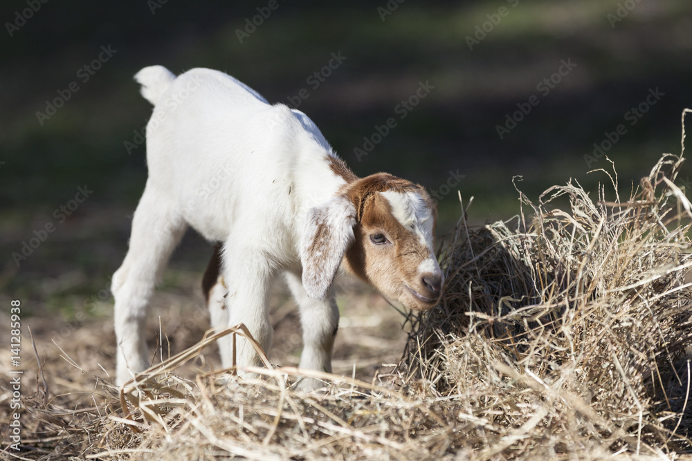 Very cute baby goat smelling large pile of hay. Very cute baby goat smelling large pile of hay.