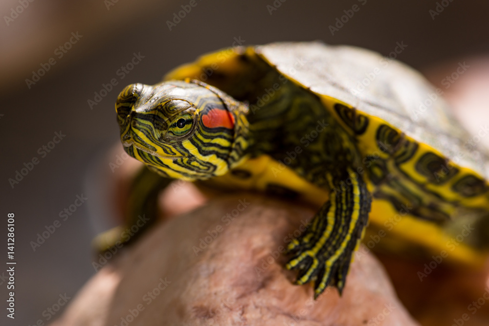 Obraz premium Trachemys scripta elegans