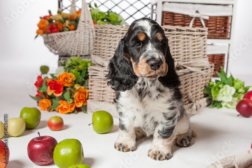 Little puppy cocker spaniel...