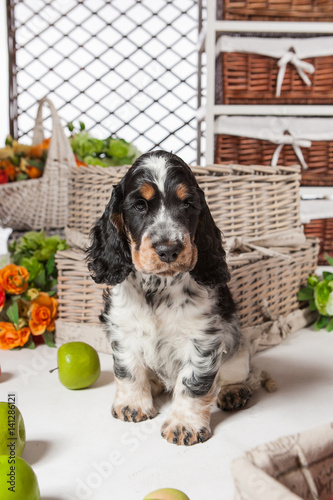 Little puppy cocker spaniel...