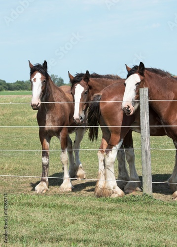 Four Horses © StevertS