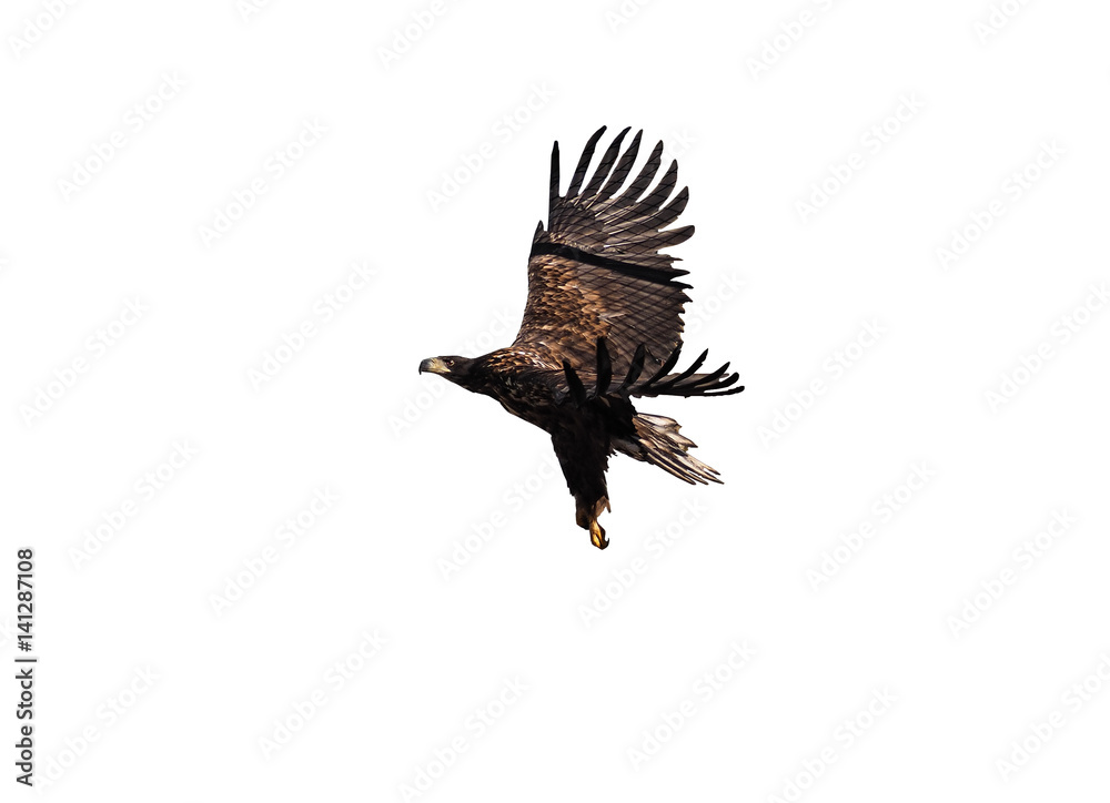 Fototapeta premium Eagle black flying profile isolated at white