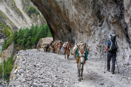 Obraz na plátně Trekker on Annapurna circuit in Nepal