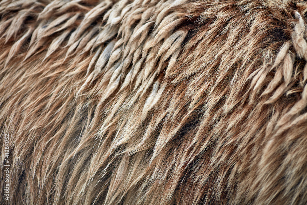 Obraz premium Brown bear (Ursus arctos) fur texture. Wild life animal