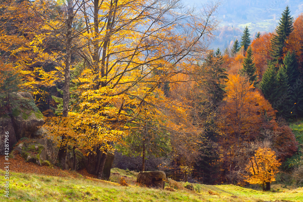 Naklejka premium forest