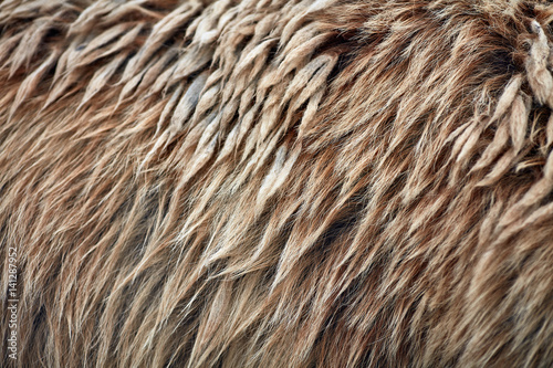 Brown bear (Ursus arctos) fur texture. Wild life animal