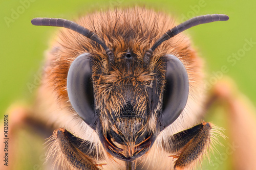 Extreme magnification - Honey Bee
