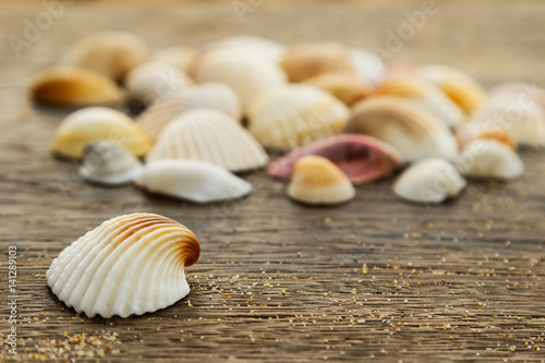 Seashells on wooden surface
