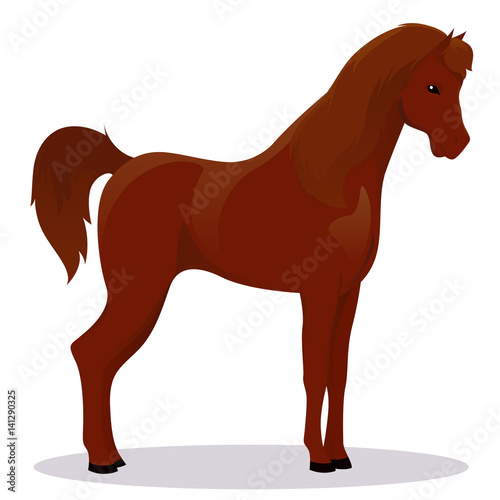 Arabic thoroughbred horse