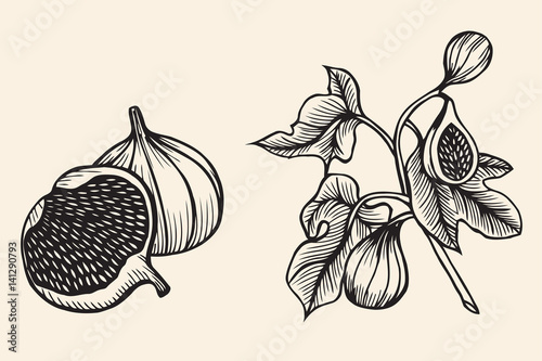 Hand drawn sketch fruit set.