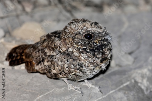 Common Poorwill Phalaenoptilus nuttallii photo