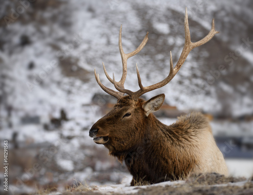 Bull Elk in Snow