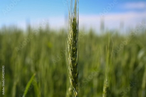 Field of spring wheat in the Kharkiv region of Ukraine. June 2007 photo