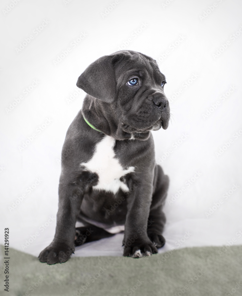 Grand Cane Corso Grey Color Lies Sofa King Looking Camera Stock