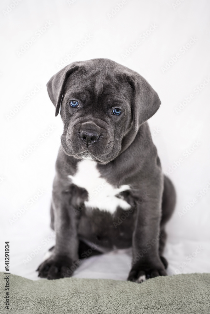 Fototapeta premium Puppy Cane Corso gray color on the background