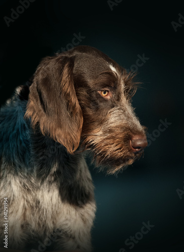 German Wirehaired Pointer portrait closeup on dark background