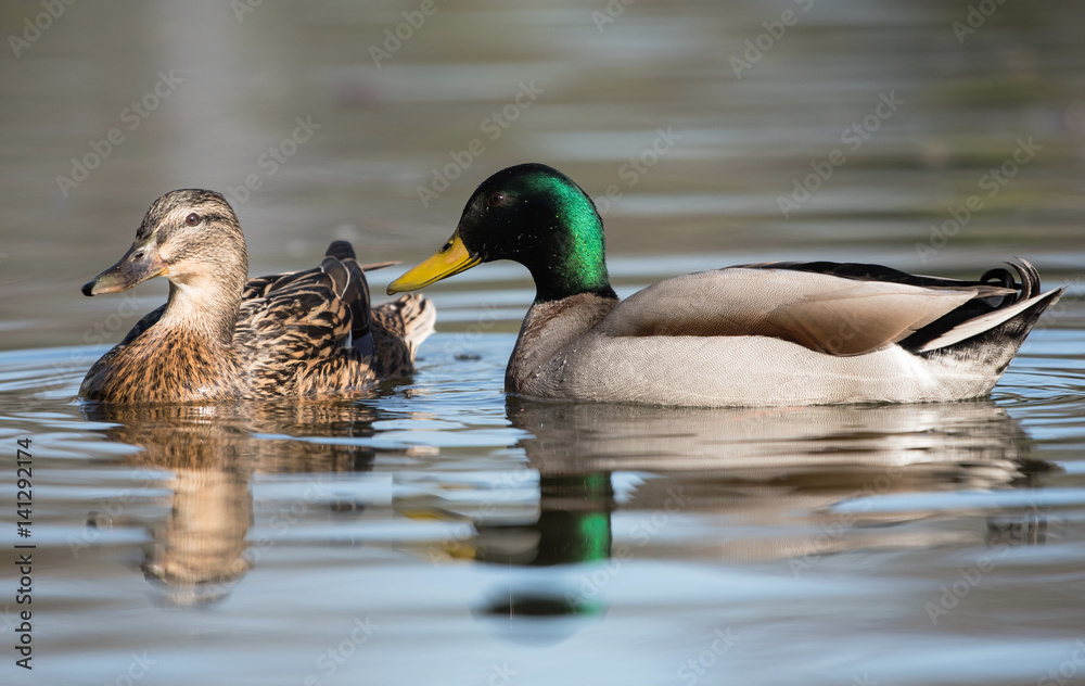 Mallard, Duck, Anas platyrhynchos Mallard, Duck, Anas platyrhynchos