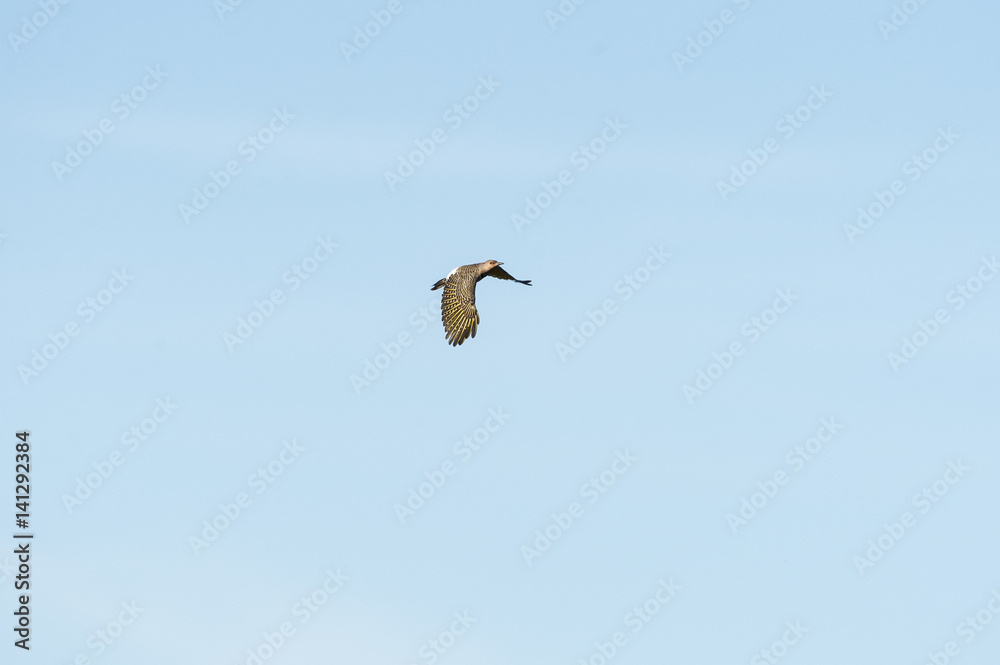 Fototapeta premium Northern Flicker wings spread wide