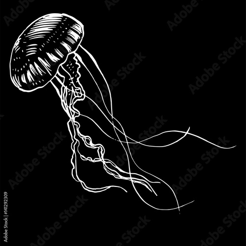 Vector illustration jellyfish. Painted by hand.
