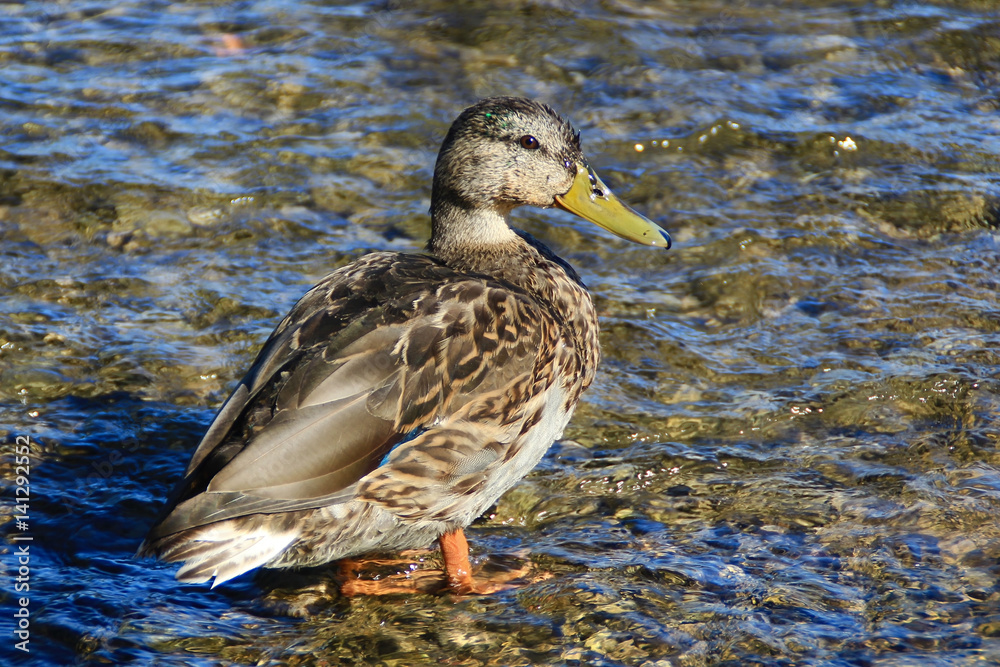 Wild duck in the shallow water Wild duck in the shallow water