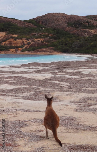 West Australia, Kangaroo.