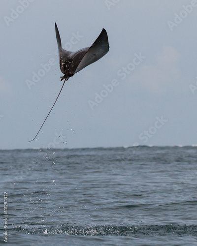 Playful Ray jumping for joy 