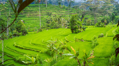Lush green Rice tarrace in Sidemen. Bali, Indonesia © Igor Tichonow
