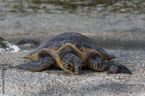 Endangered Hawaiian Sea Turtle on Beach 