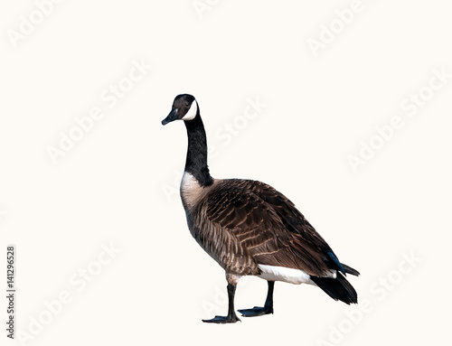 Fototapet canadian goose closeup detail cutout