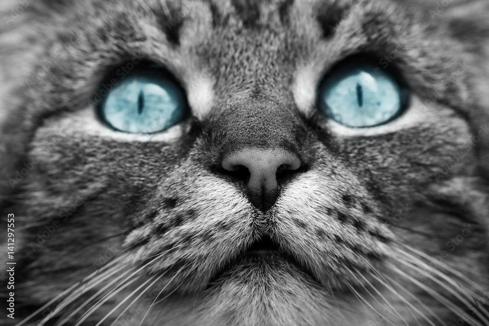 Warrior Cats Schwarze Katze Mit Blauen Augen fity.club