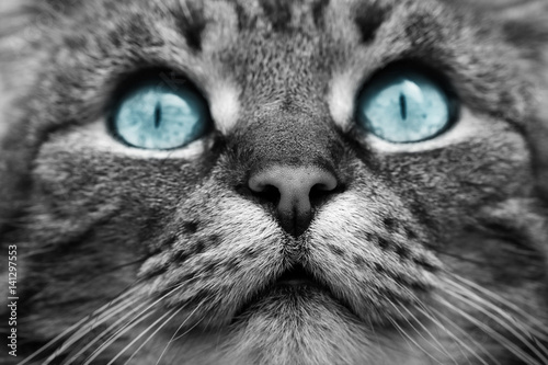 Fototapeta Naklejka Na Ścianę i Meble -  Das Gesicht einer Katze in schwarz-weiß mit blauen Augen
