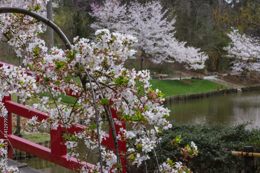 Cherry blossoms at Sarah P. Duke gardens in Durham, North Carolina.