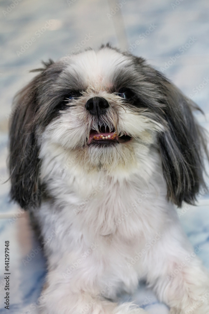 Portrait of face shih tzu dog. Portrait of face shih tzu dog.