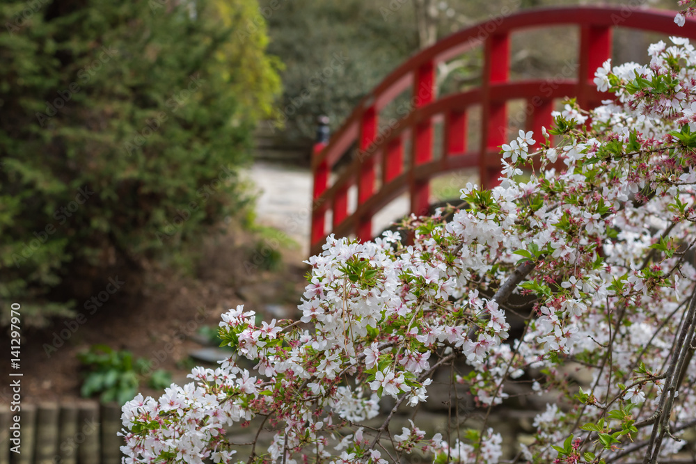 Cherry Blossoms in a Japanese garden scene at Duke Gardens in North Carolina.