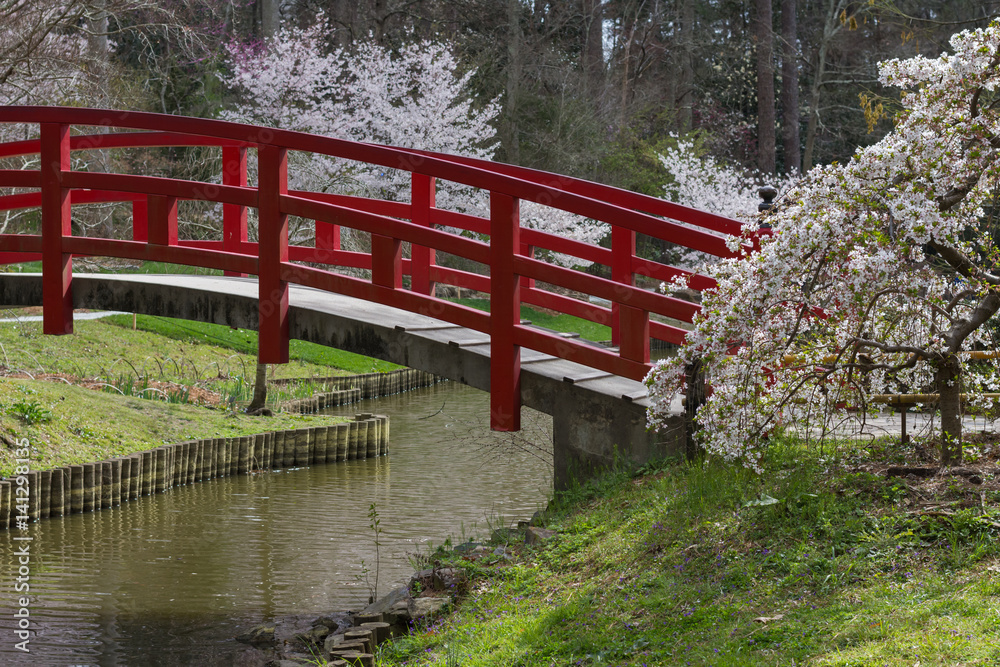 Red bridge in a Japanese garden with Cherry blossoms over water