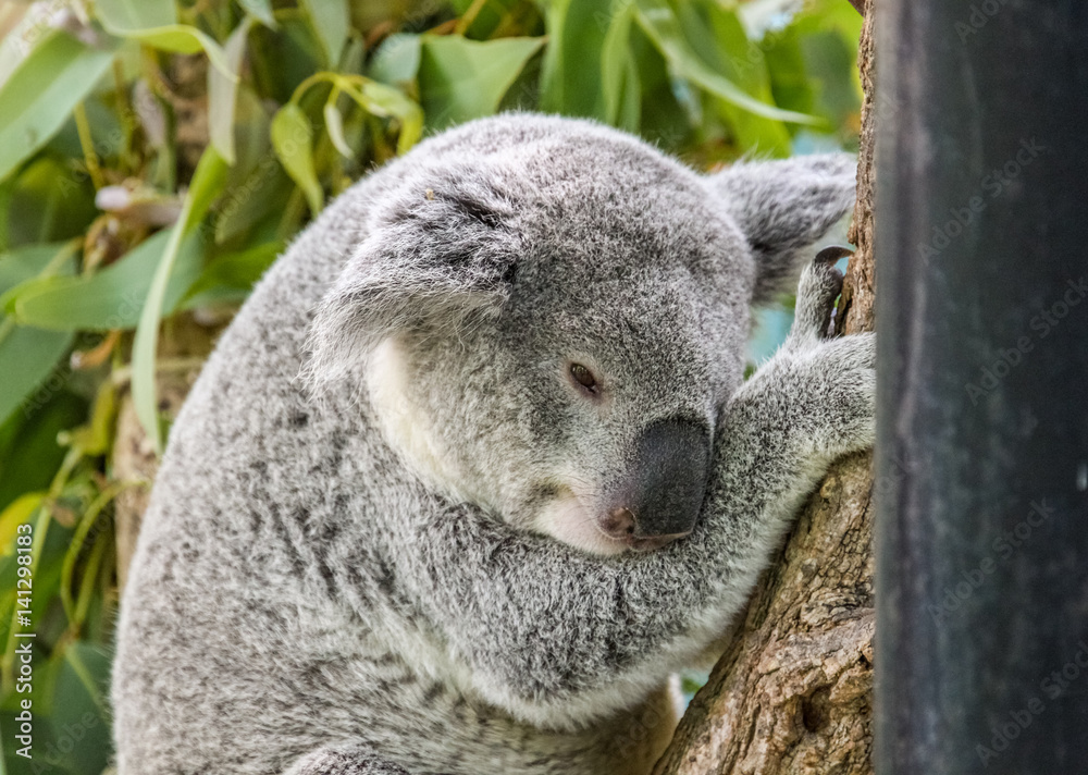 Obraz premium Koala Bear