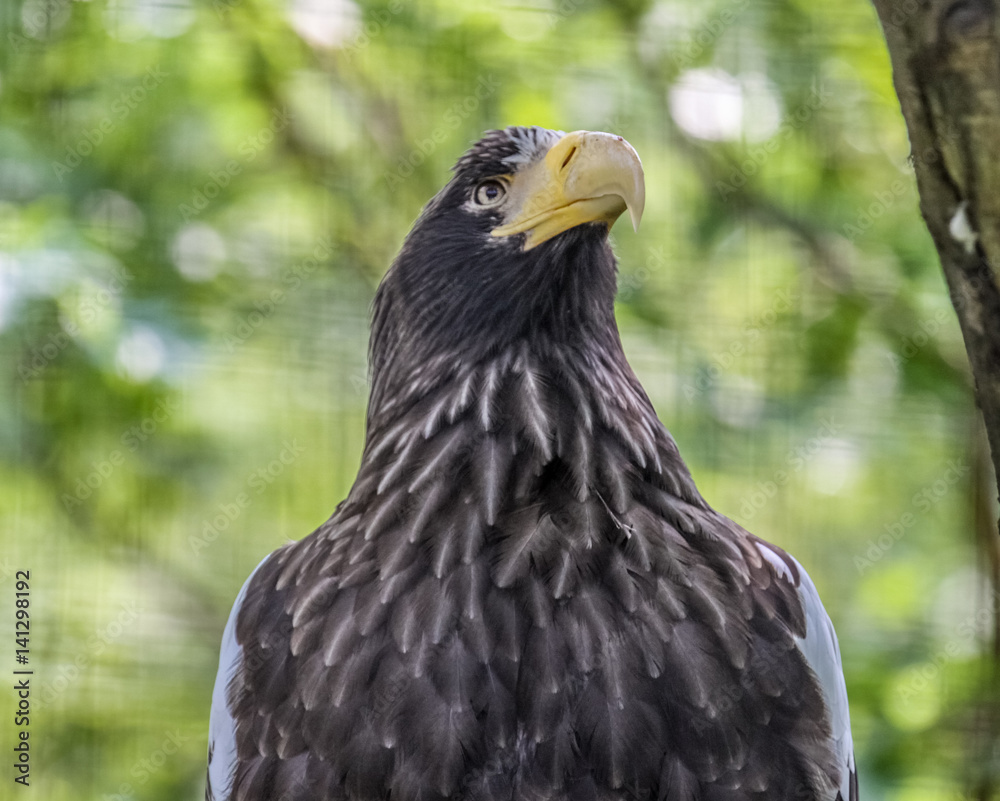 Fototapeta premium Eagle