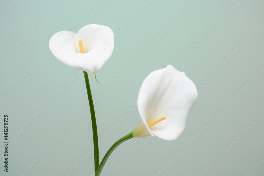 Obraz premium elegant full blooming Calla Lily indoor photo