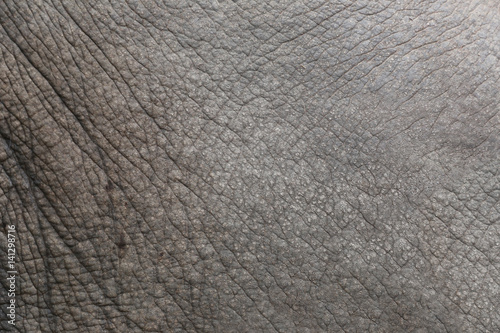 Asian Elephant Skin of rough Texture.