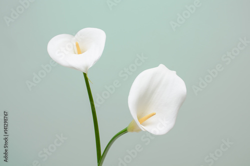 elegant full blooming Calla Lily indoor photo