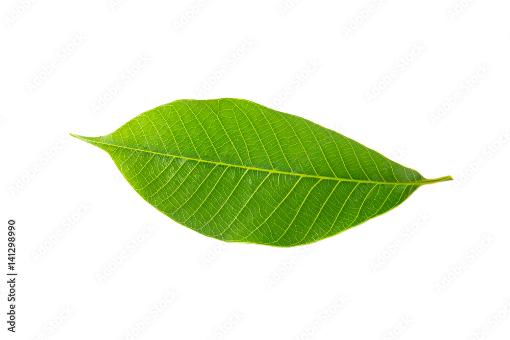 Obraz premium isolate green leaf. green leaf on white background.