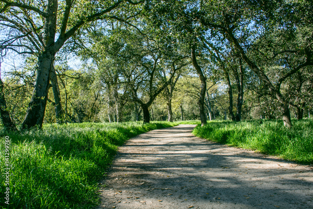 hiking trail in forest with green grass and oak trees hiking trail in forest with green grass and oak trees
