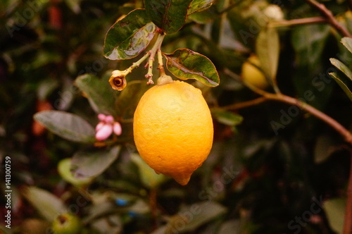 Lemon fruit