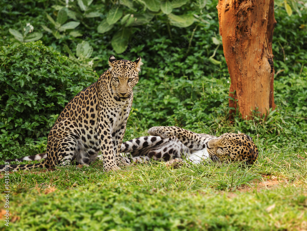 two leopard resting on a grass two leopard resting on a grass