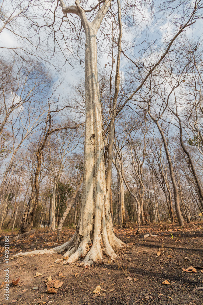 Empty trees after fallen leaves in dry evergreen forest in autumn early spring seasons background Empty trees after fallen leaves in dry evergreen forest in autumn early spring seasons background