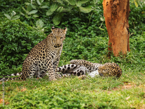 two leopard resting on a grass