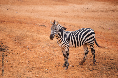 Burchell's Zebra on red dry soil